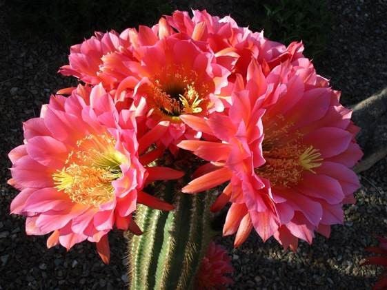 saguaro cactus red flower