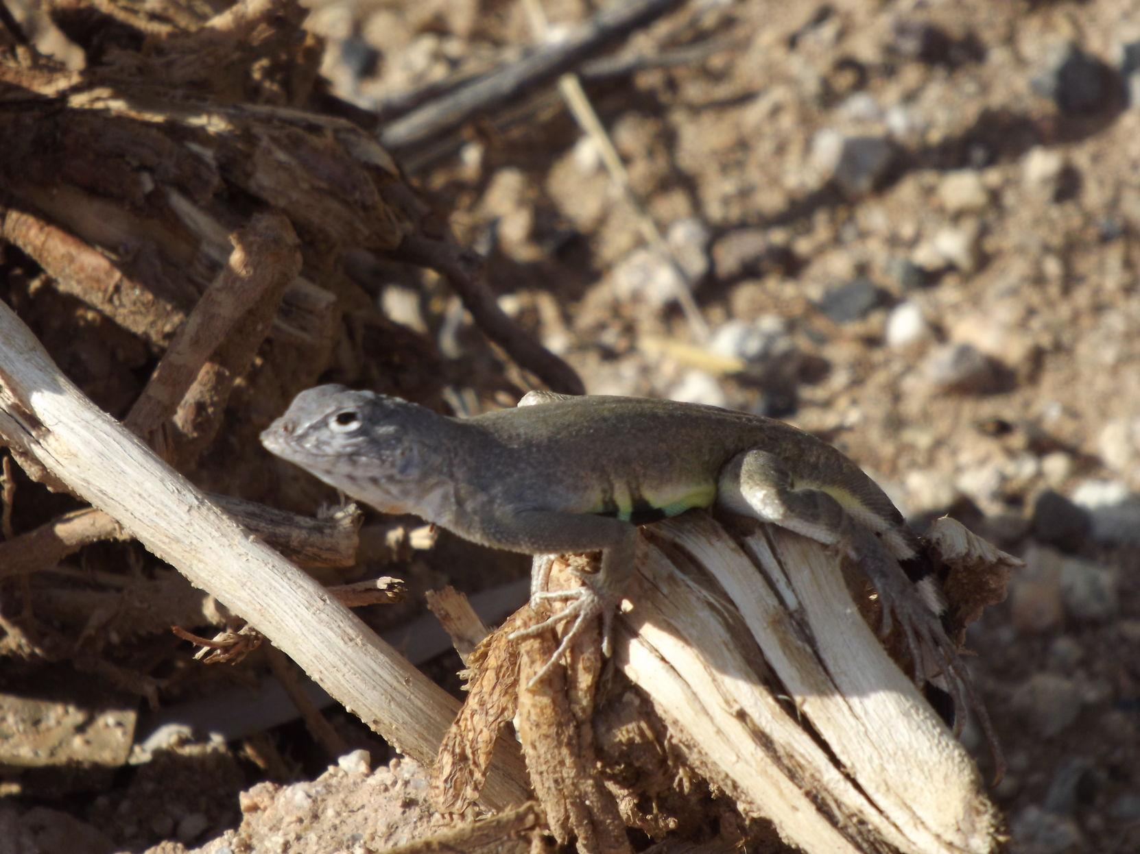 Surprisingly beautiful Southern Arizona lizards