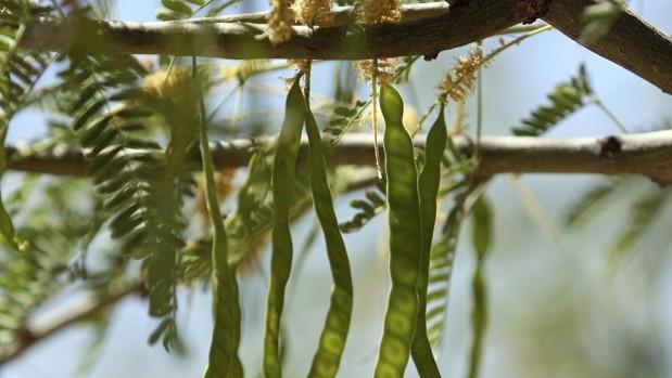 No muss, no fuss, and plenty of food: Native perennial food plants for the Tucson desert garden | Home + Life + Health