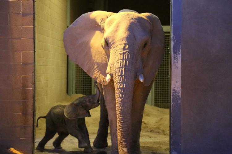 Reid Park Zoo, baby elephant (LE)