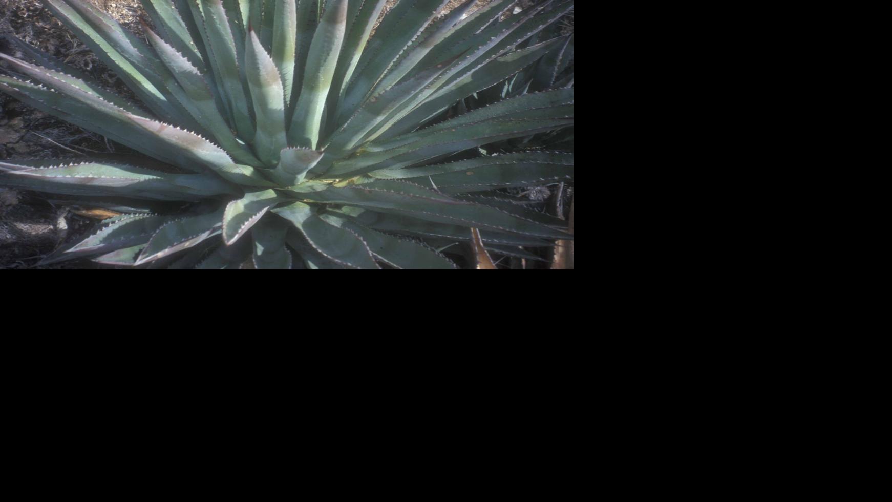 Tucson Home and Gardening Jan. 21-27 | Home & Garden | tucson.com