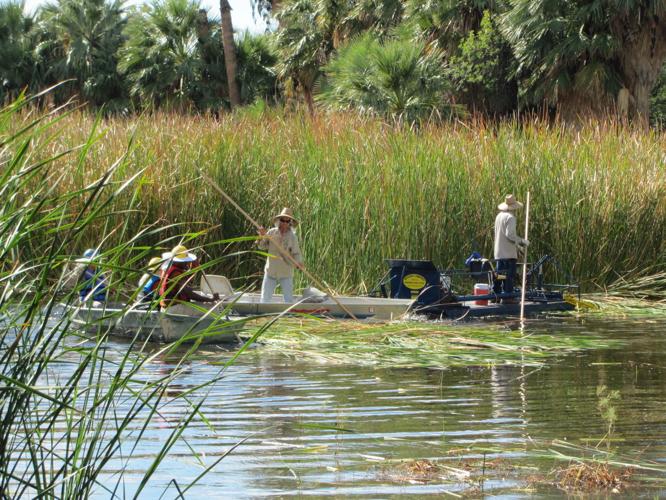 Cattail removal at Agua Caliente