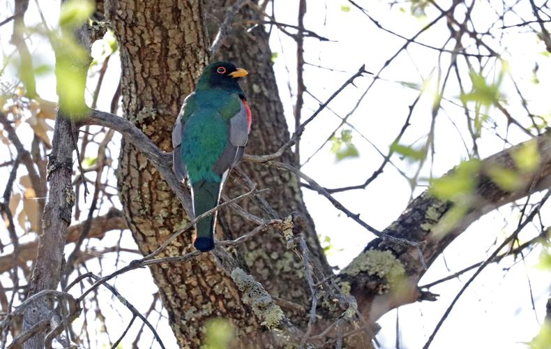 Elegant Trogon, 2021