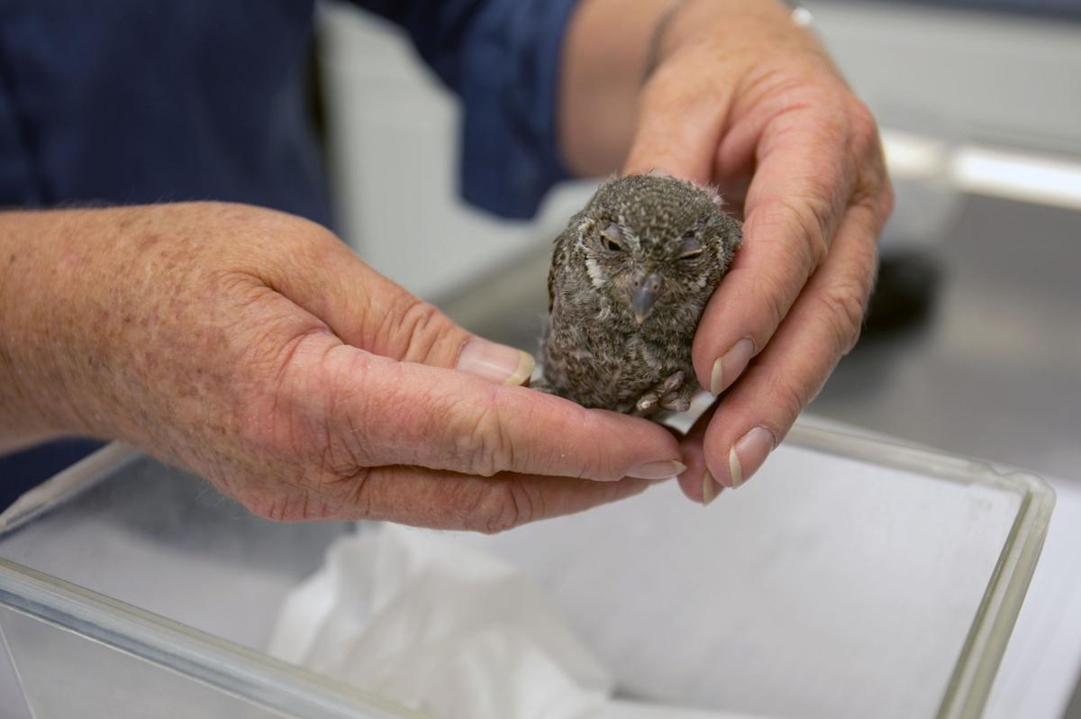 Photos: Handling the heat at Tucson Wildlife Center | Photography
