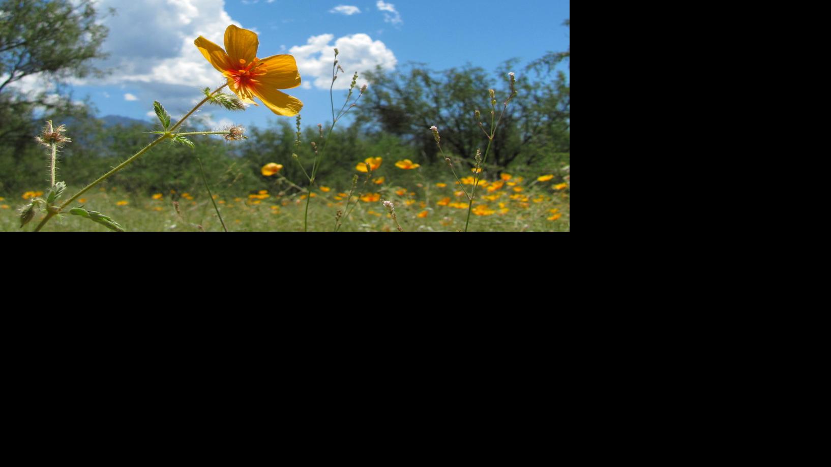 Tucson weather Above average temperatures continue through the weekend