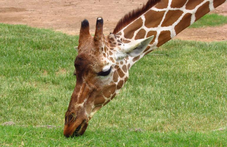 Reid Park Zoo giraffe