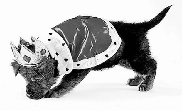 Costumed pet? Send us a photo  