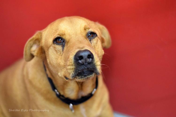 Adopt a friend: Minnie