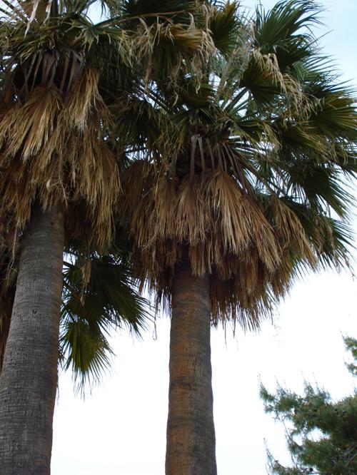 Can I Transplant Mexican Fan Palm Seedlings?