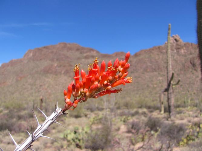 Ocotillo bloom