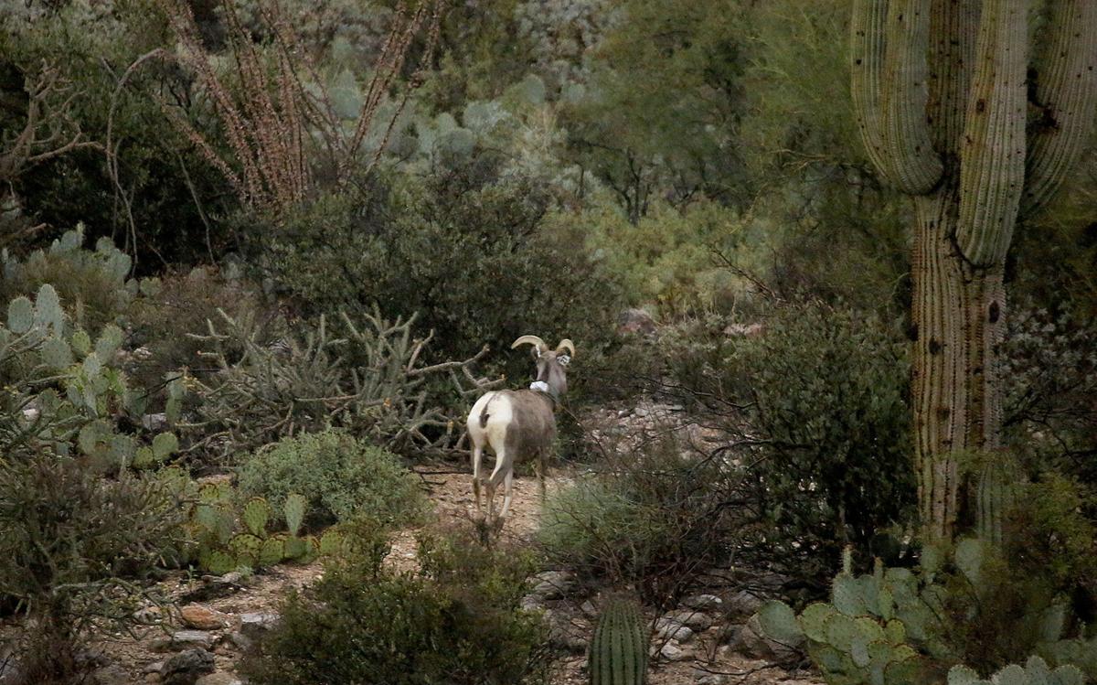 Bighorn Sheep release