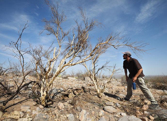 Bighorn Fire burn scar study area