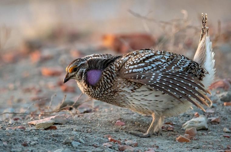 Sharp-tailed grouse standing on lek