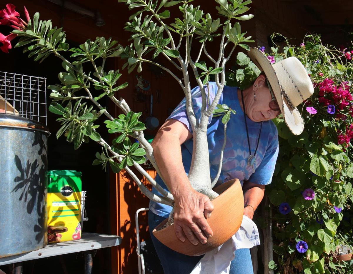 Tucson Gardeners Find Indoor Space For Sensitive Plants Home