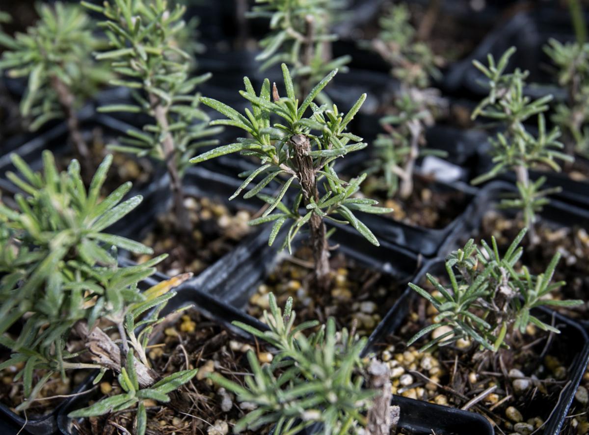 Gardening On The Cheap Here Are Tips For Frugal Planting Tucson Com