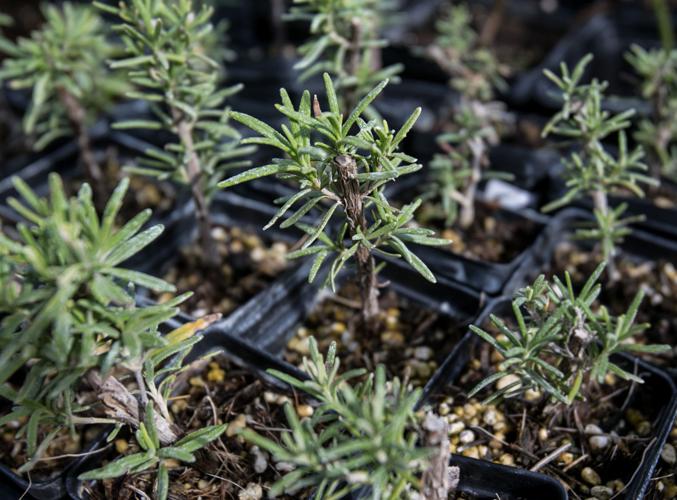 Food Bank Garden items