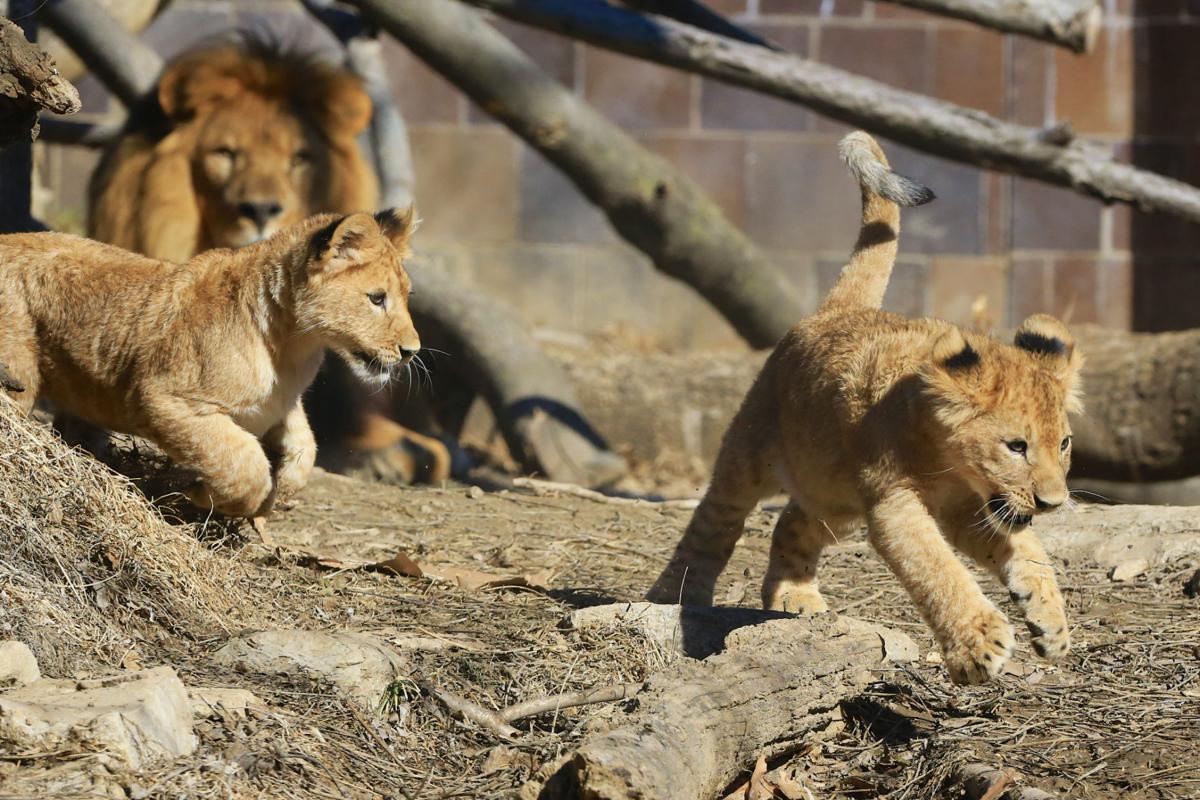 Baby zoo animals