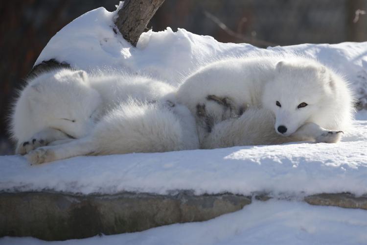 A winter day at the zoo