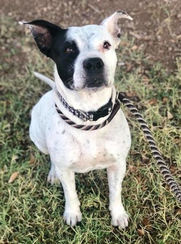 Adopt a friend: Kai Kai