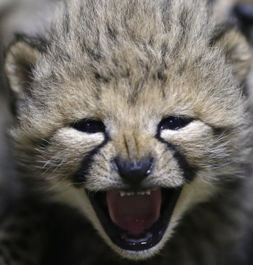 Baby zoo animals