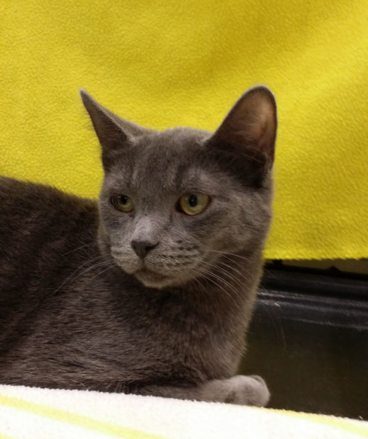 Pets for adoption