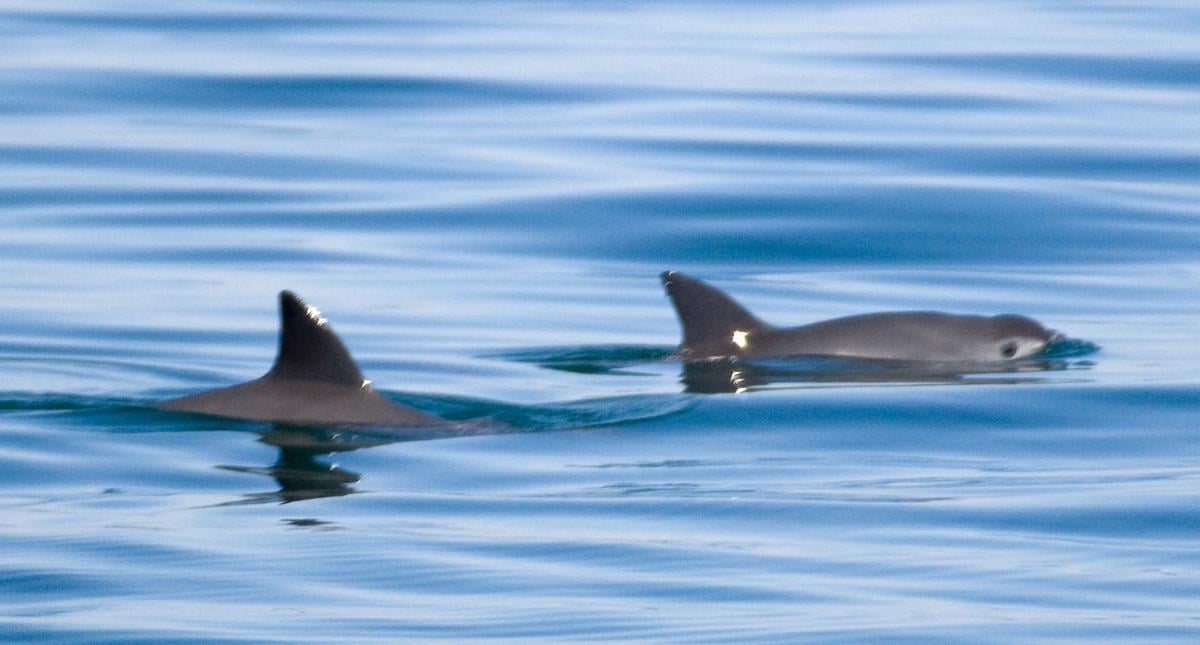 Mexico plans to catch, protect last few vaquita porpoises (copy)