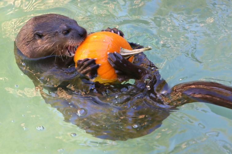 Nandi's Neighbors: Otters Pfeiffer and Hasani swim and play