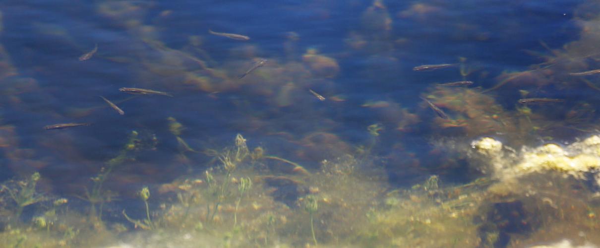 Las Cienegas National Conservation Area