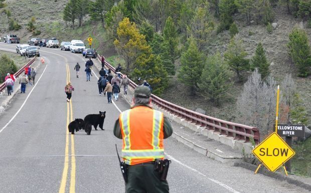 Bob Gibson shot this photo in Yellowstone National park