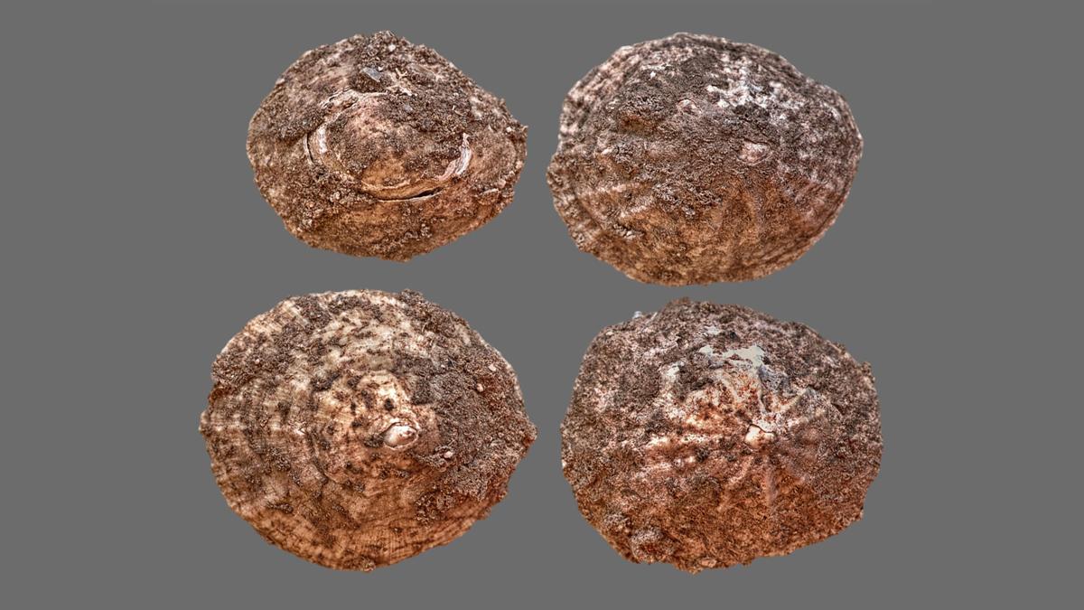 Fossilized remains of shells
