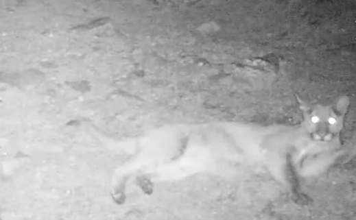 Mountain lion in Saguaro National Park