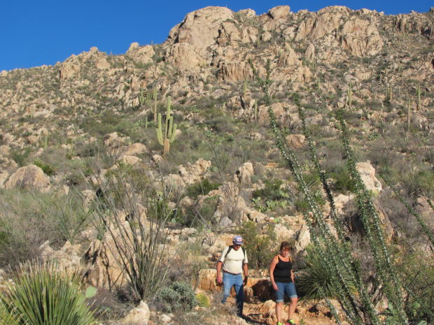Hikers in bighorn habitat