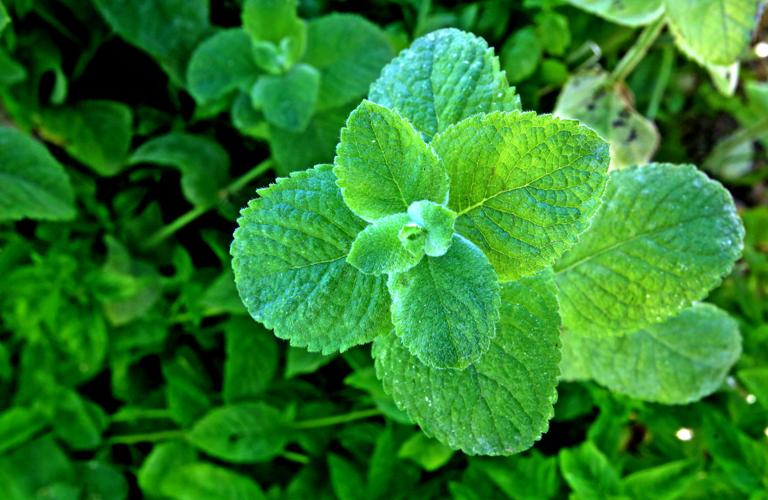 Flowering and edible plants