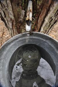 Photos: Tapping for maple syrup