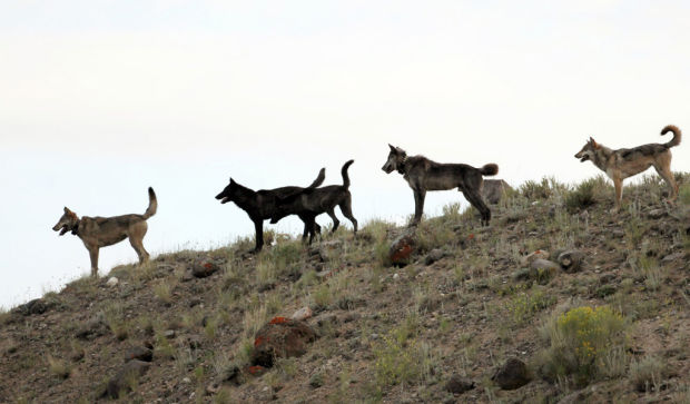 Oregon 'safe zone' for wolves hastens nonlethal options    