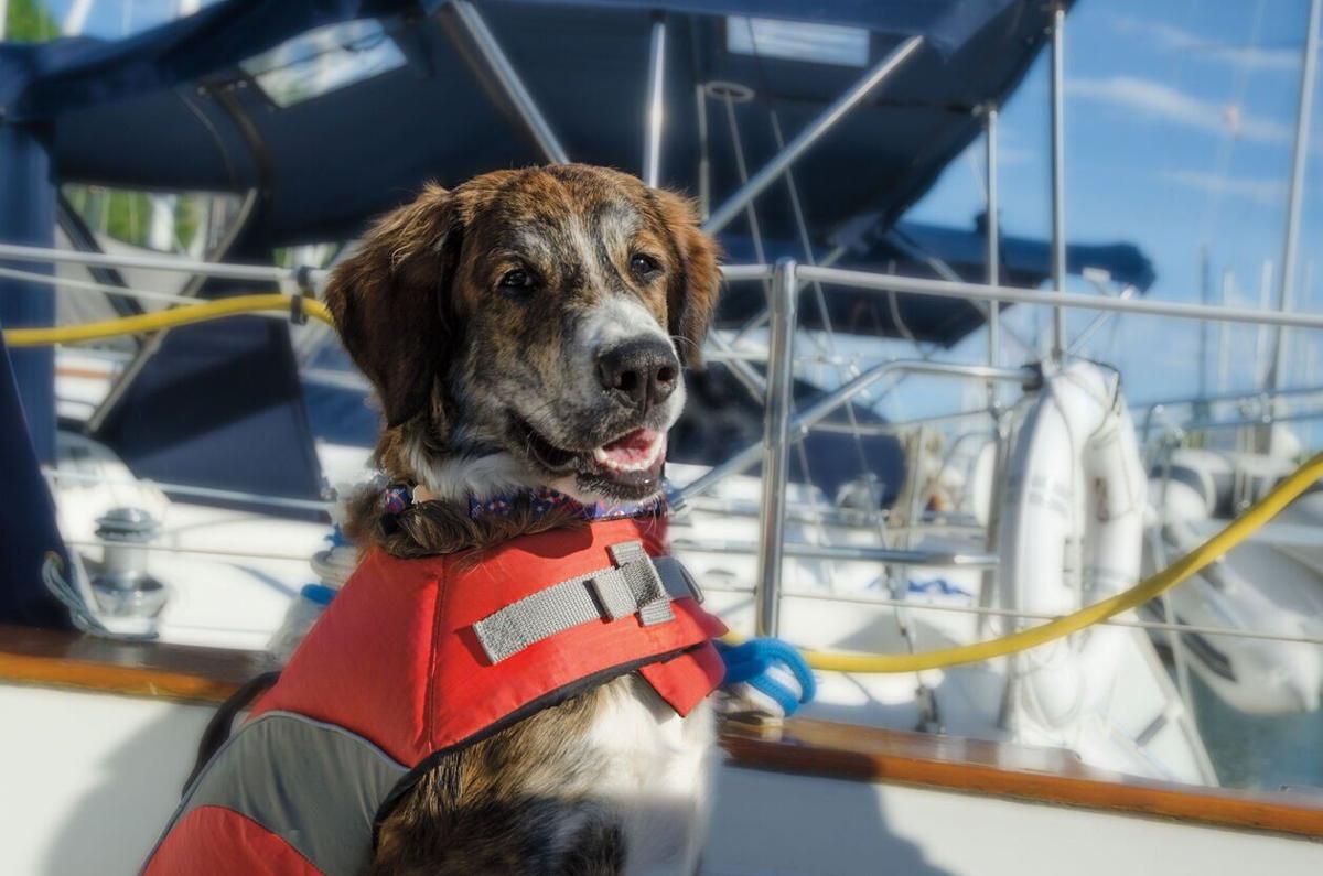 All paws aboard!  Tips for safe boating with your pet (image)