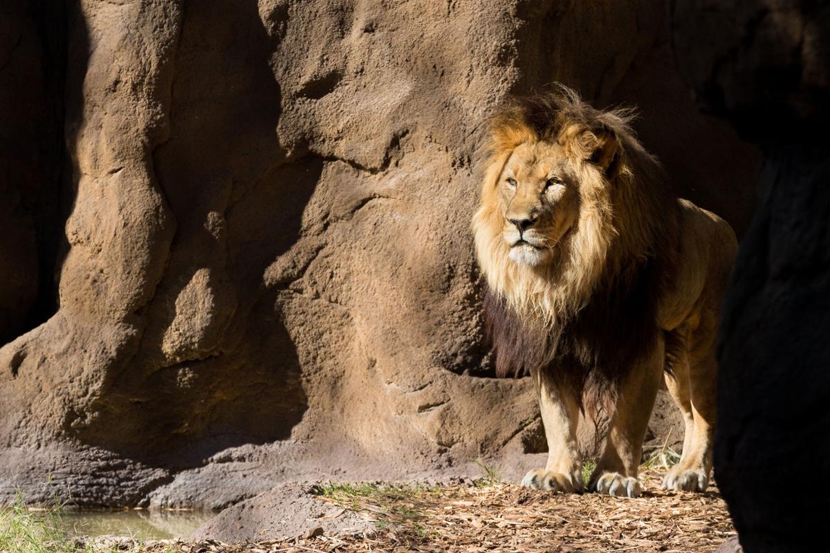 Tucson's Reid Park Zoo announces death of lion | Local ...