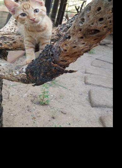 Adopt a friend: Cosmos