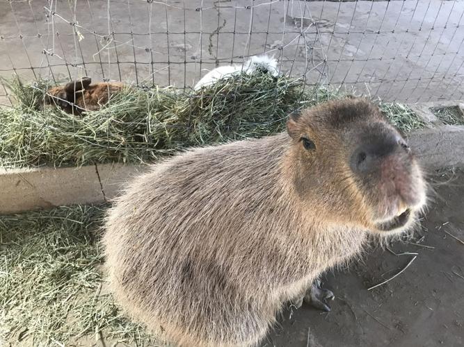 Capybara