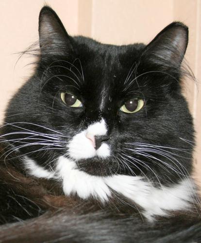 Adopt a Friend: Panda