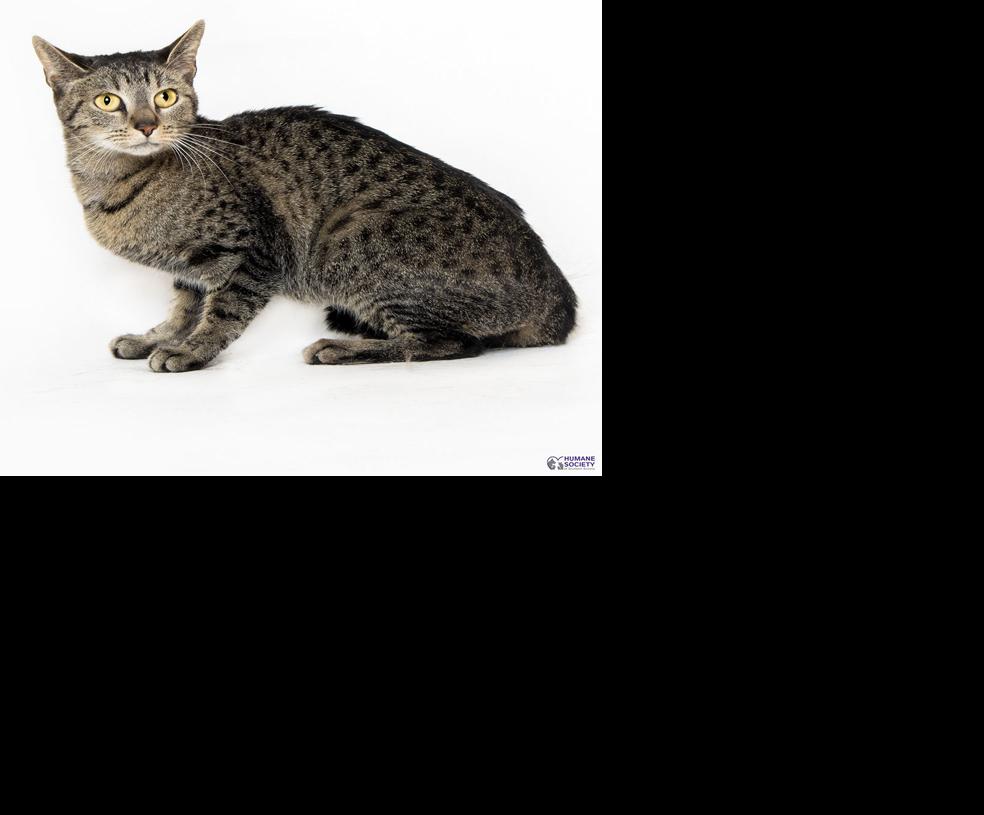 Adopt a friend: Colette