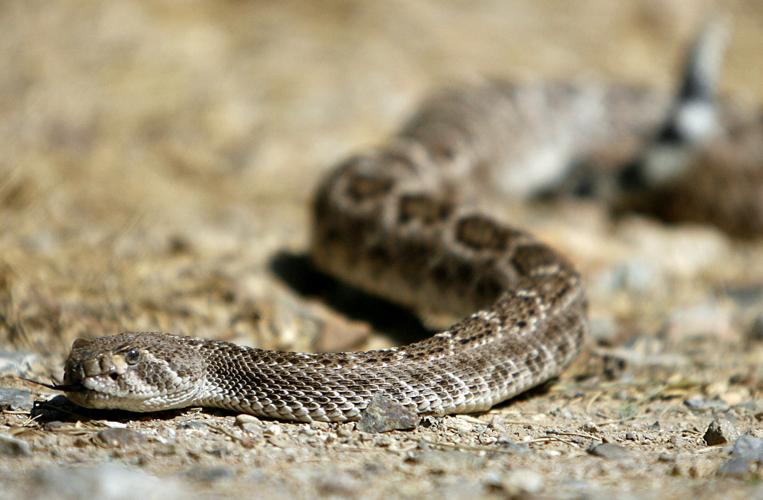Western Diamondback rattlesnake