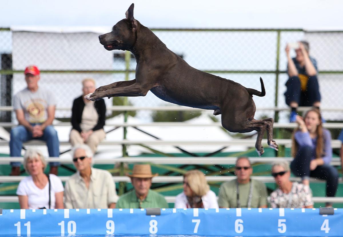 Photos Dock diving dogs
