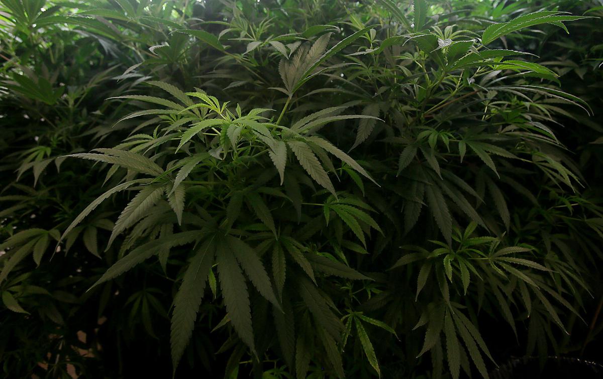 Medical Marijuana