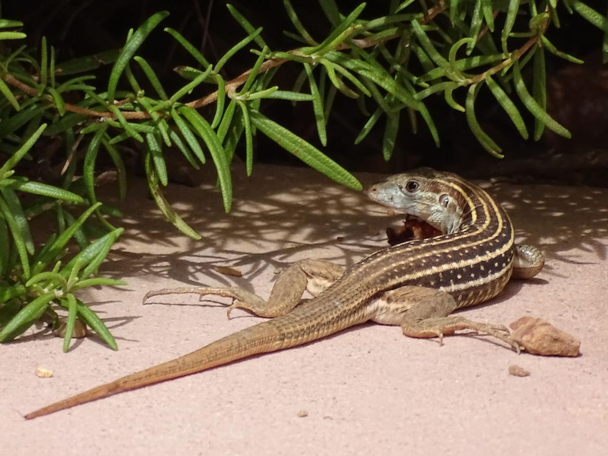 Surprisingly beautiful Southern Arizona lizards Pets