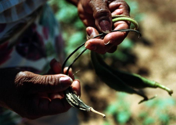 Tohono O'odham woman with devil's claw