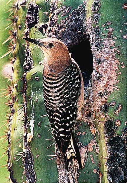 Gila woodpecker