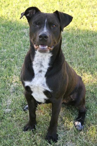 Adopt A Friend: Joey