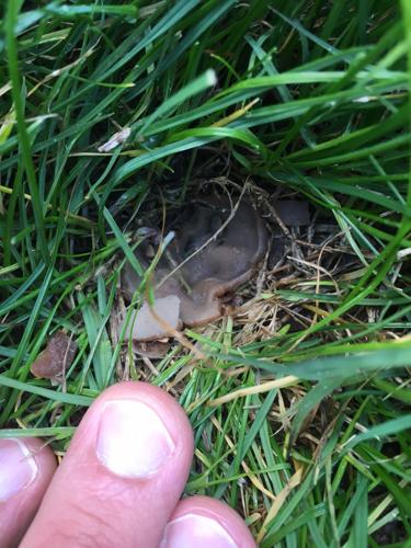 Rosie Romero: lawn fungus