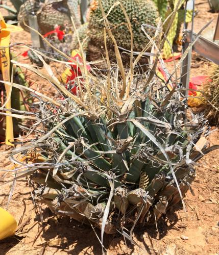 Wallace Desert Gardens